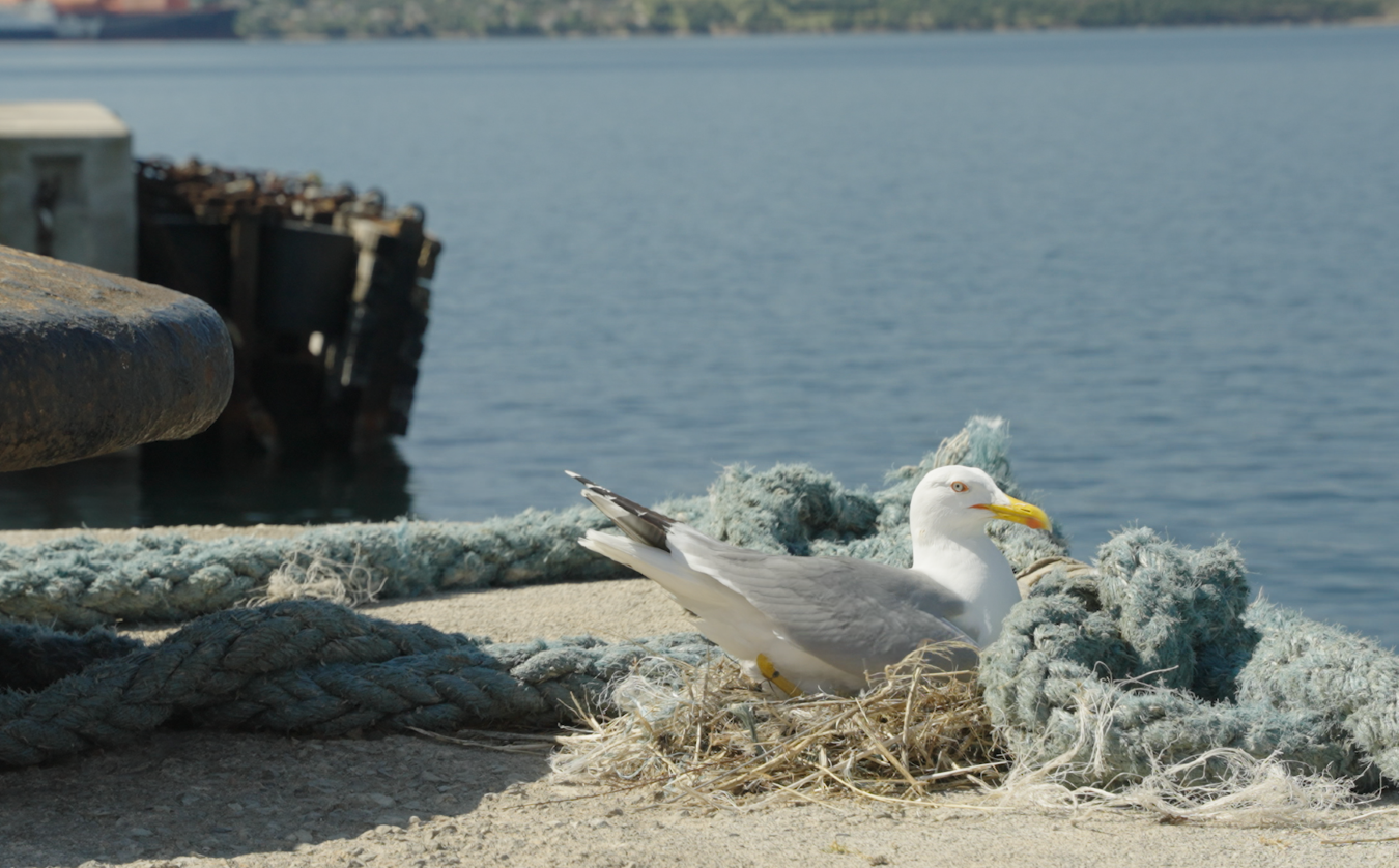seagull