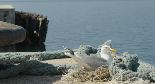seagull